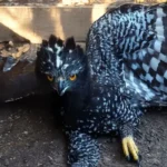 Registran primer avistamiento de Águila Tirana en Sierra Gorda