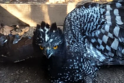 Registran primer avistamiento de Águila Tirana en Sierra Gorda