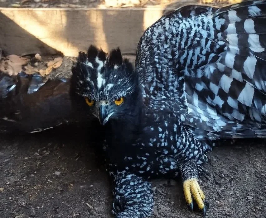 Registran primer avistamiento de Águila Tirana en Sierra Gorda