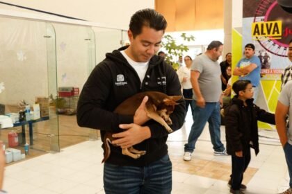 Querétaro crea Comisión de Bienestar Animal y dará chips gratis