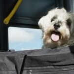 Aumentan extorsiones por falsas entregas de mascotas en Querétaro