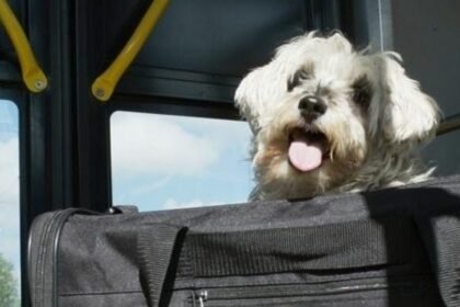 Aumentan extorsiones por falsas entregas de mascotas en Querétaro