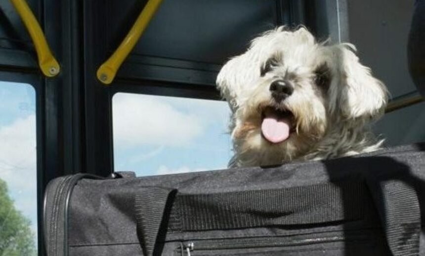 Aumentan extorsiones por falsas entregas de mascotas en Querétaro